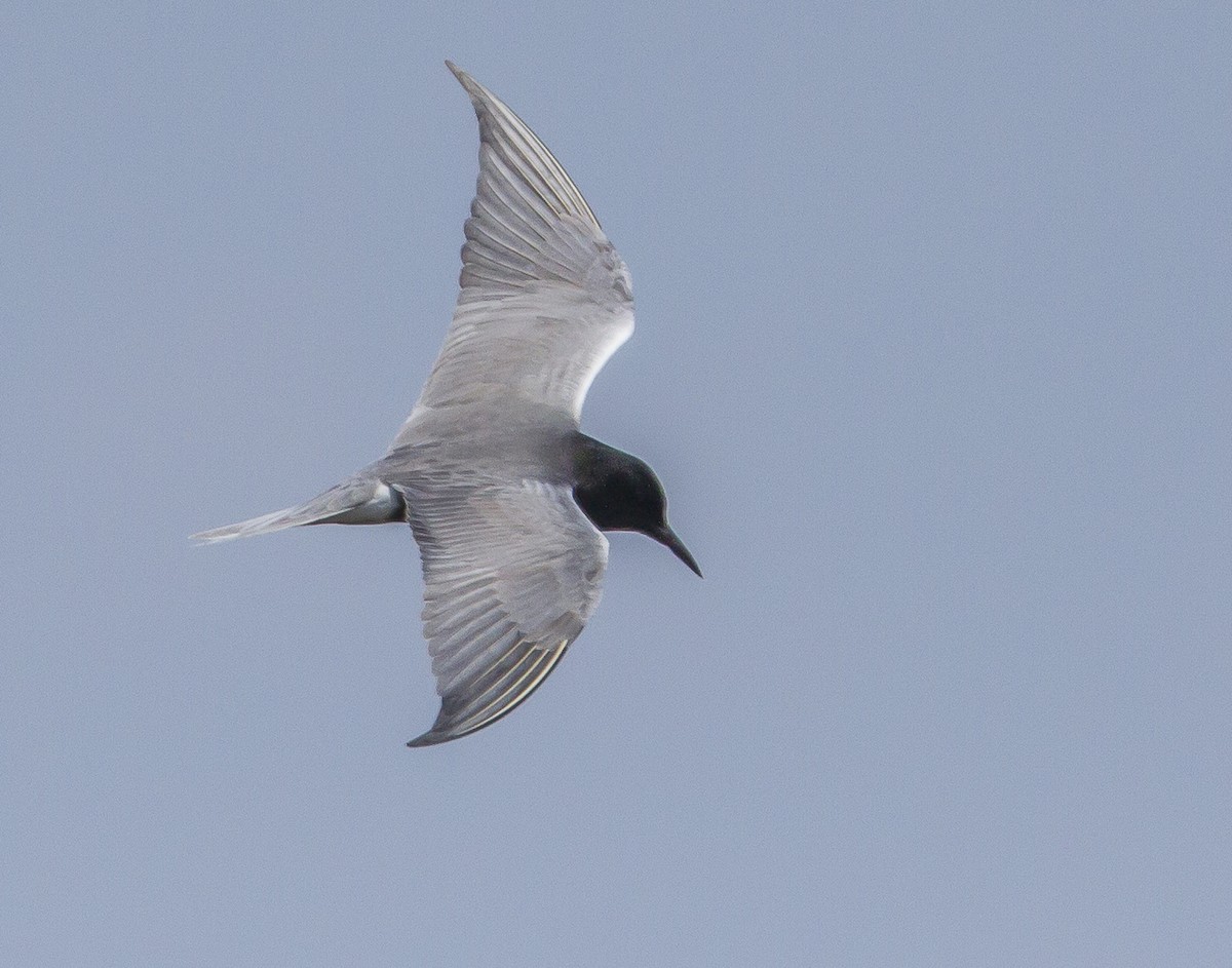Black Tern - ML619203619