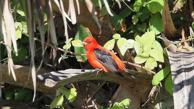 Scarlet Tanager - ML619203653