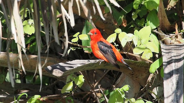 Scarlet Tanager - ML619203654