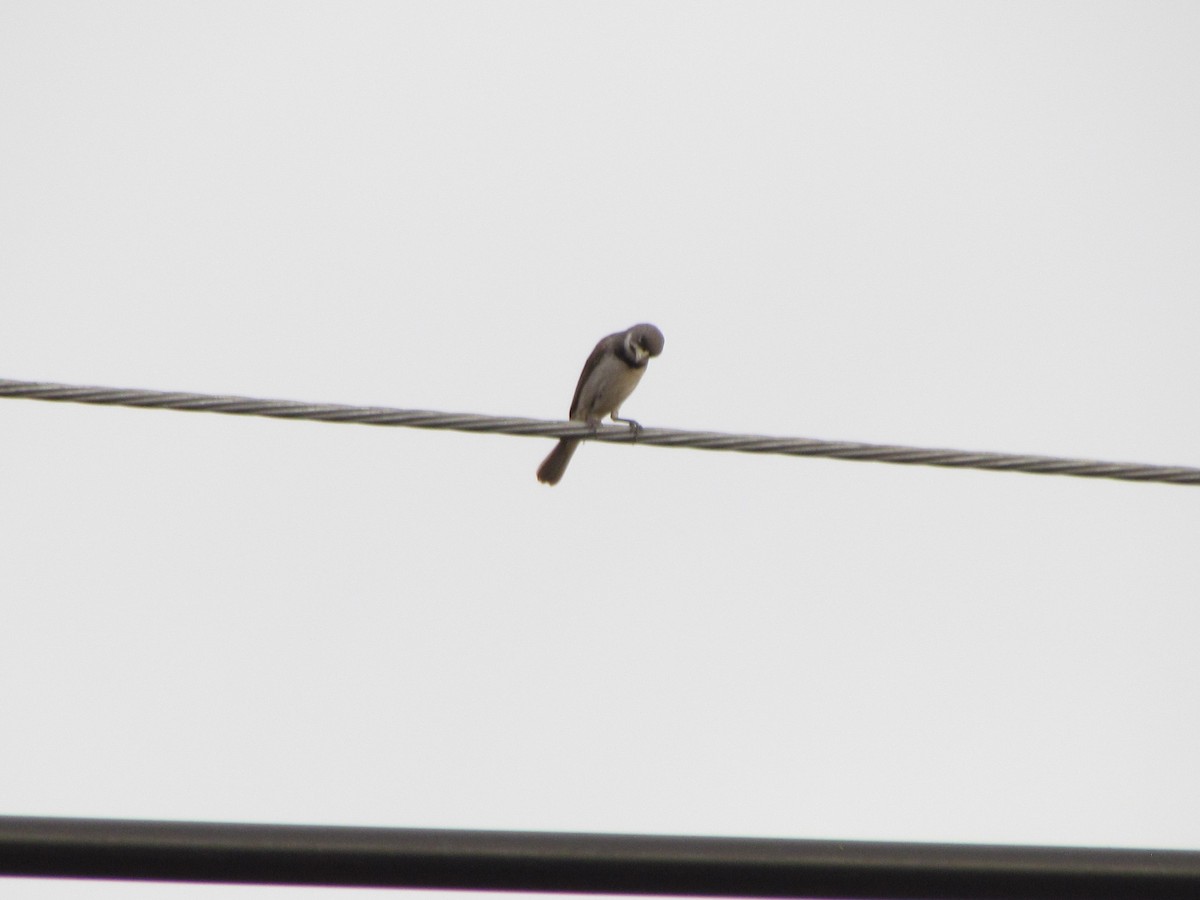 Double-collared Seedeater - ML619203660