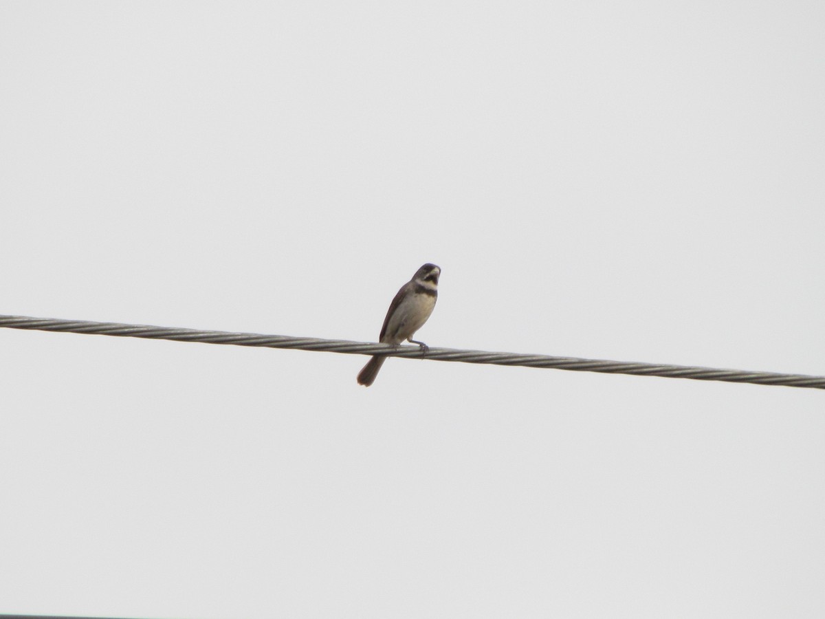 Double-collared Seedeater - ML619203661