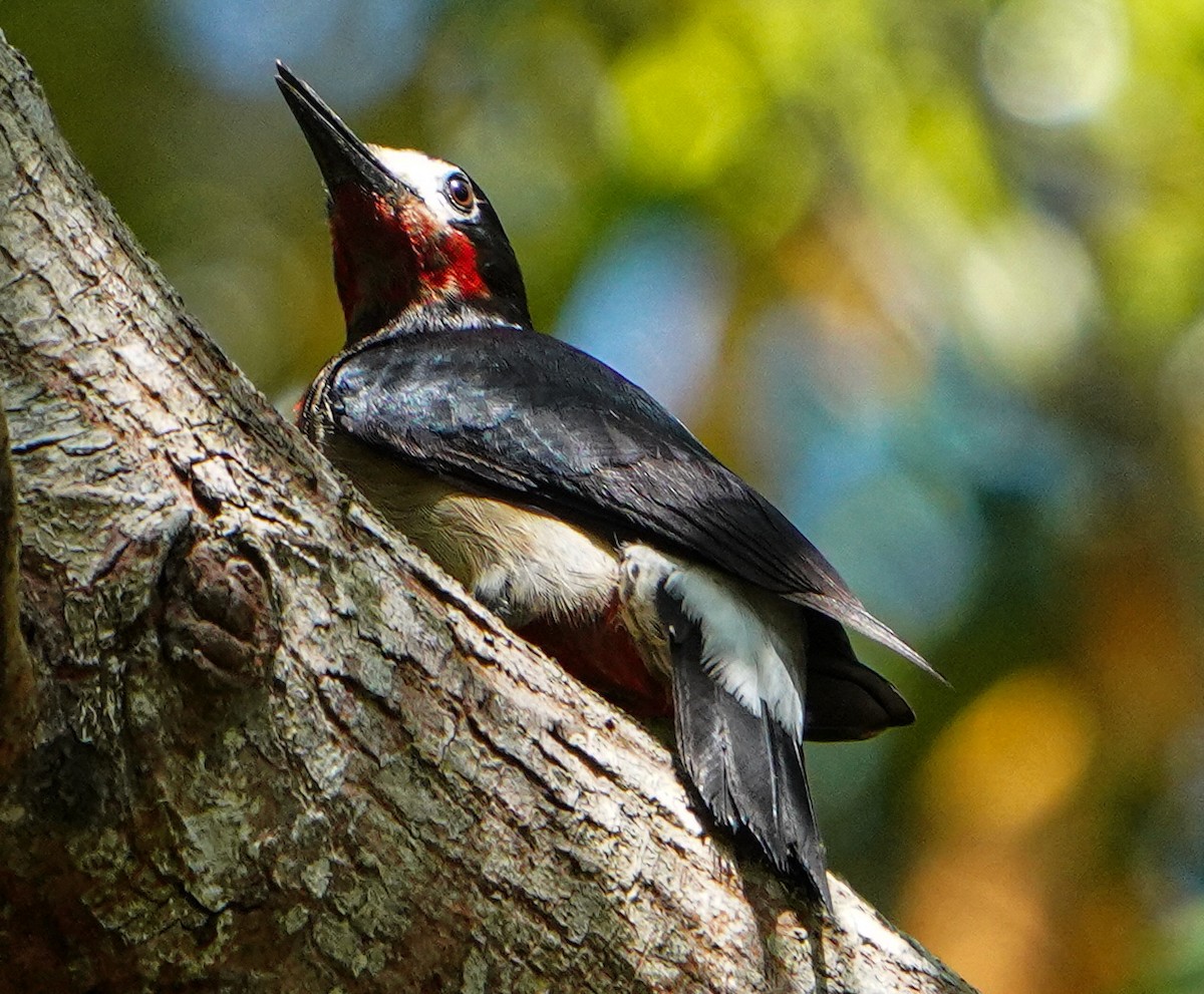 Puerto Rican Woodpecker - ML619203663