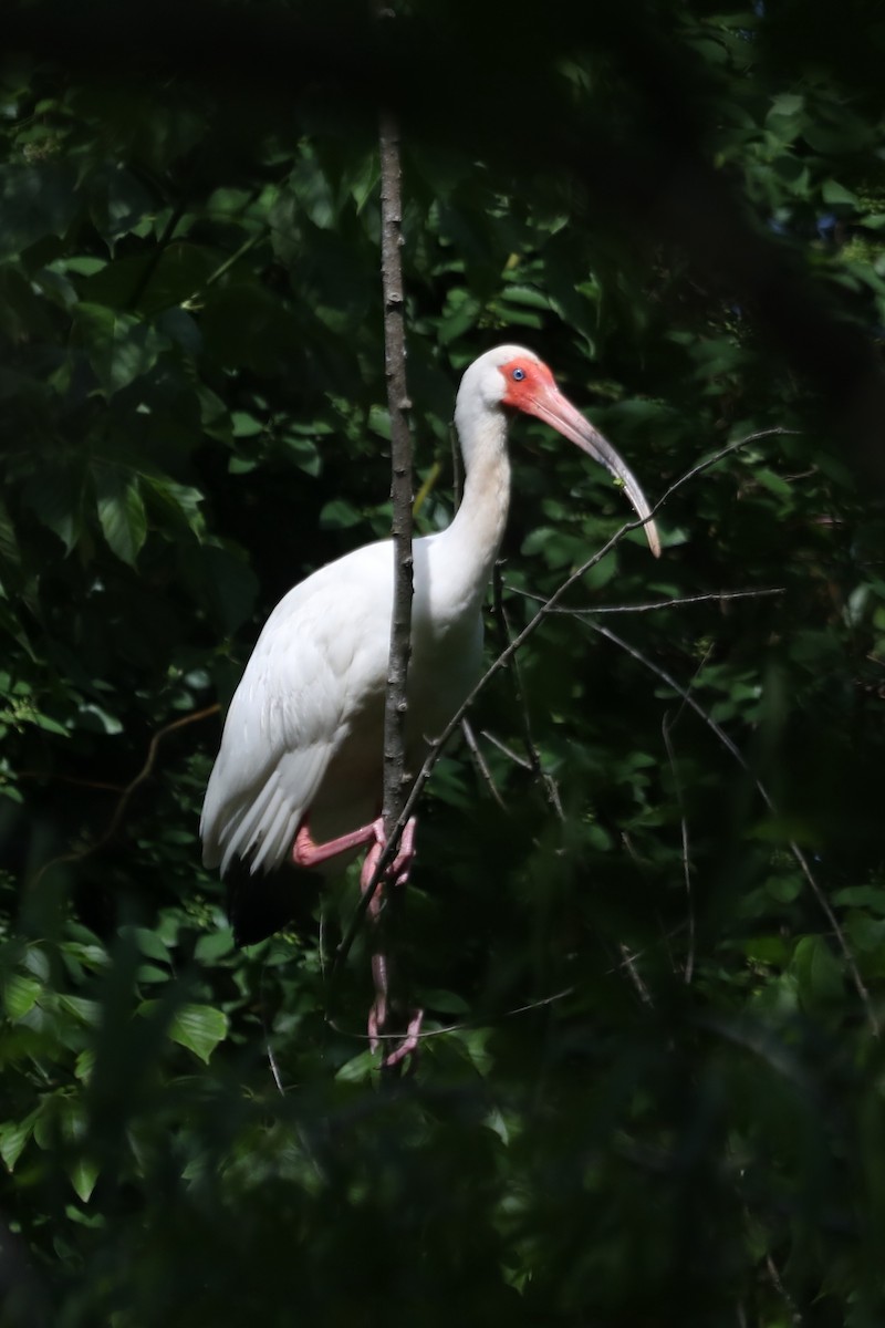 ibis bílý - ML619203675