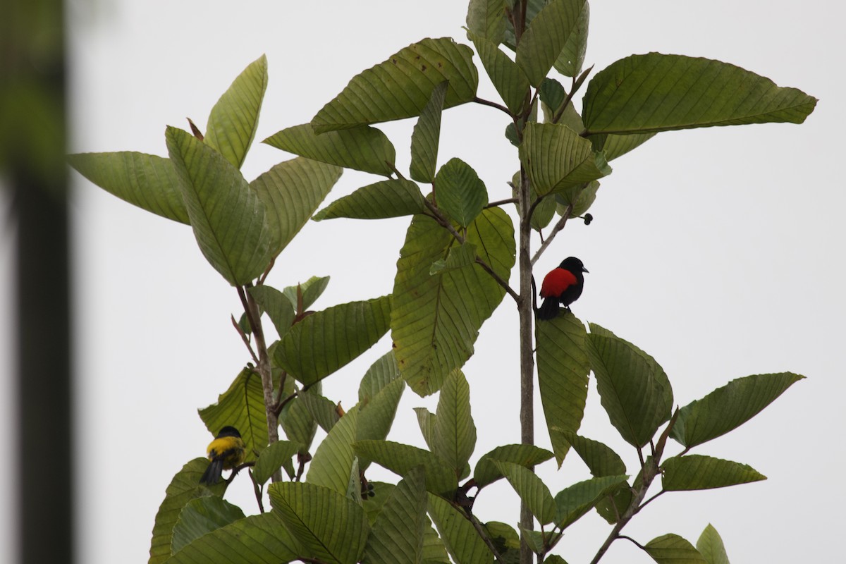 Scarlet-rumped Tanager - ML619203686