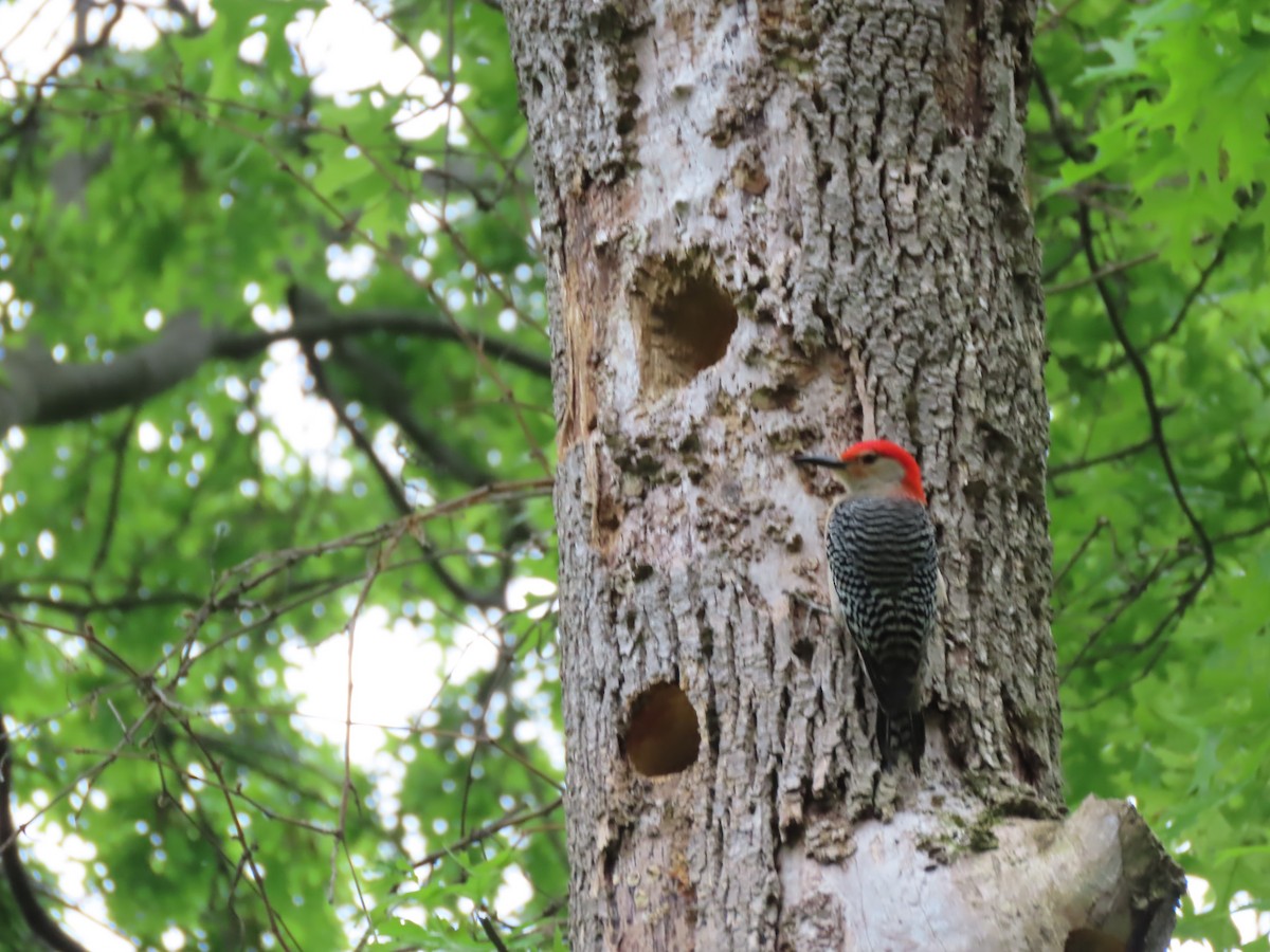 Red-bellied Woodpecker - ML619203752