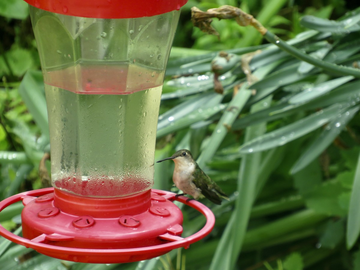 Ruby-throated Hummingbird - ML619203762