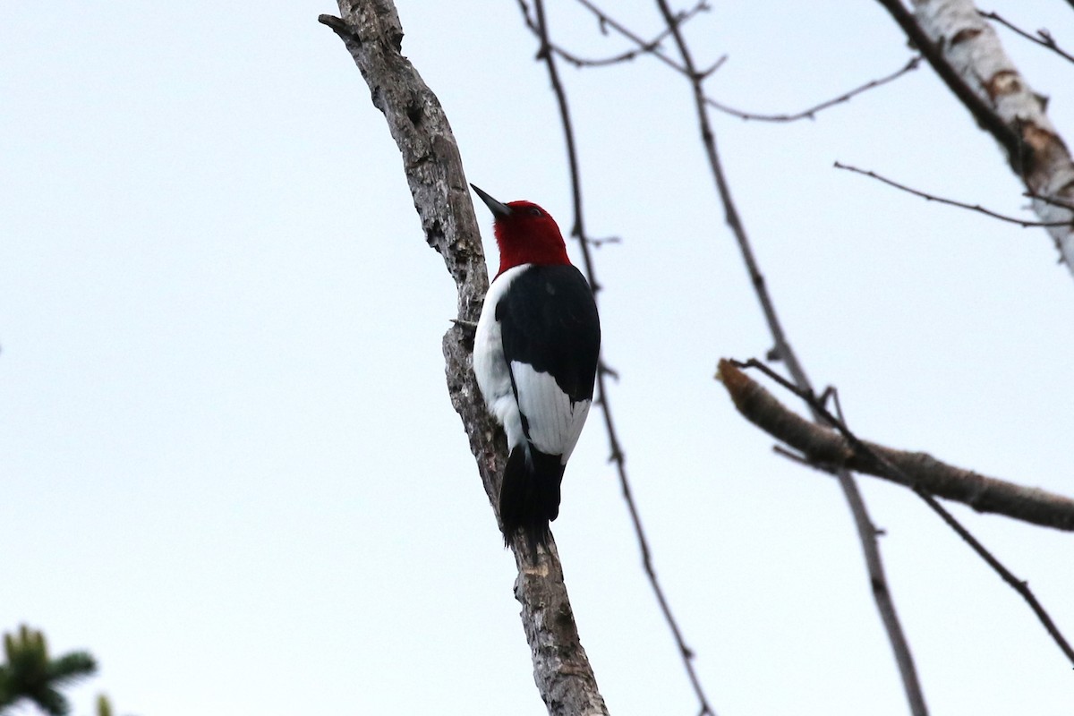Red-headed Woodpecker - ML619203763