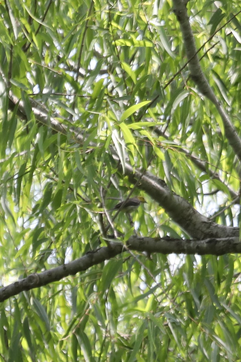 Black-throated Green Warbler - ML619203774