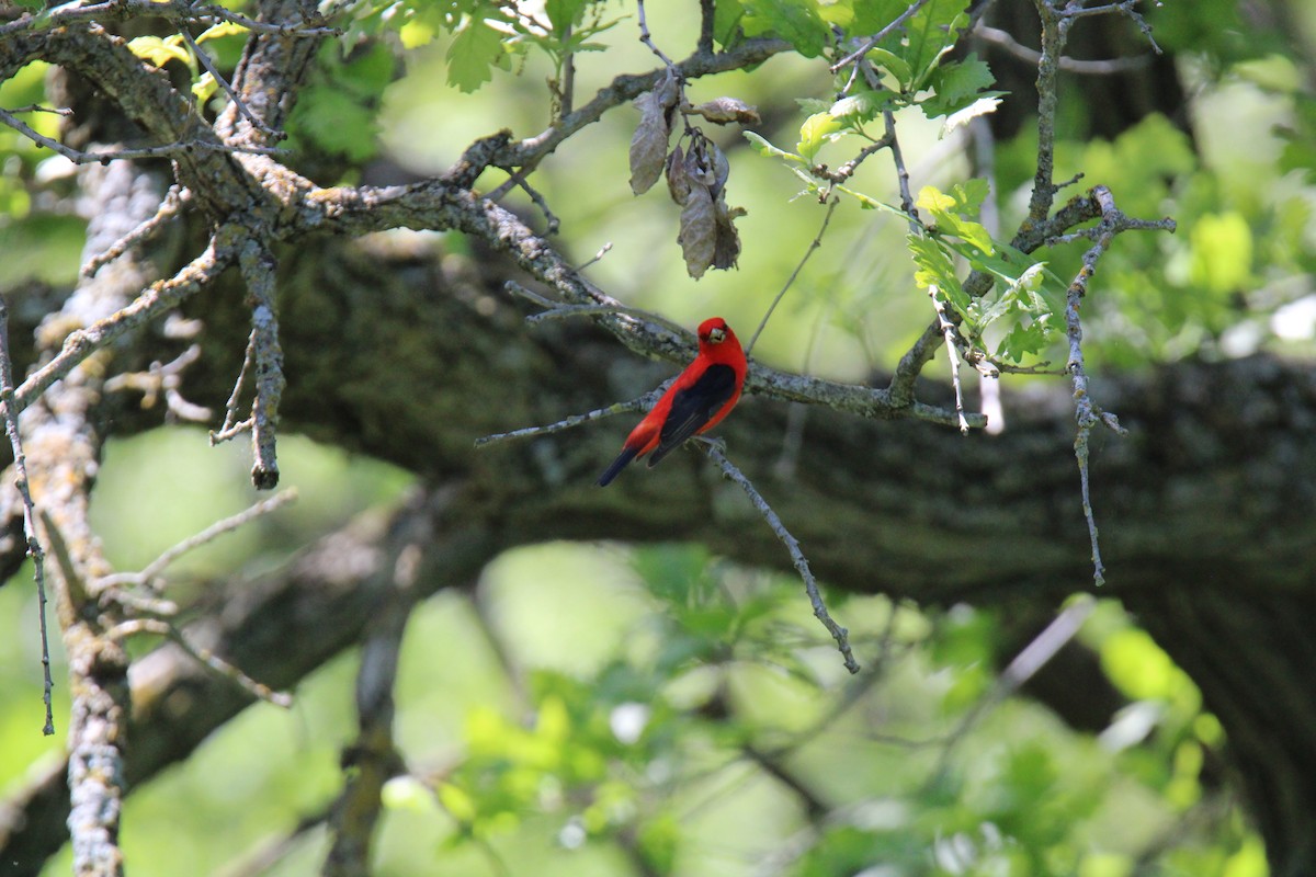 Scarlet Tanager - ML619203776