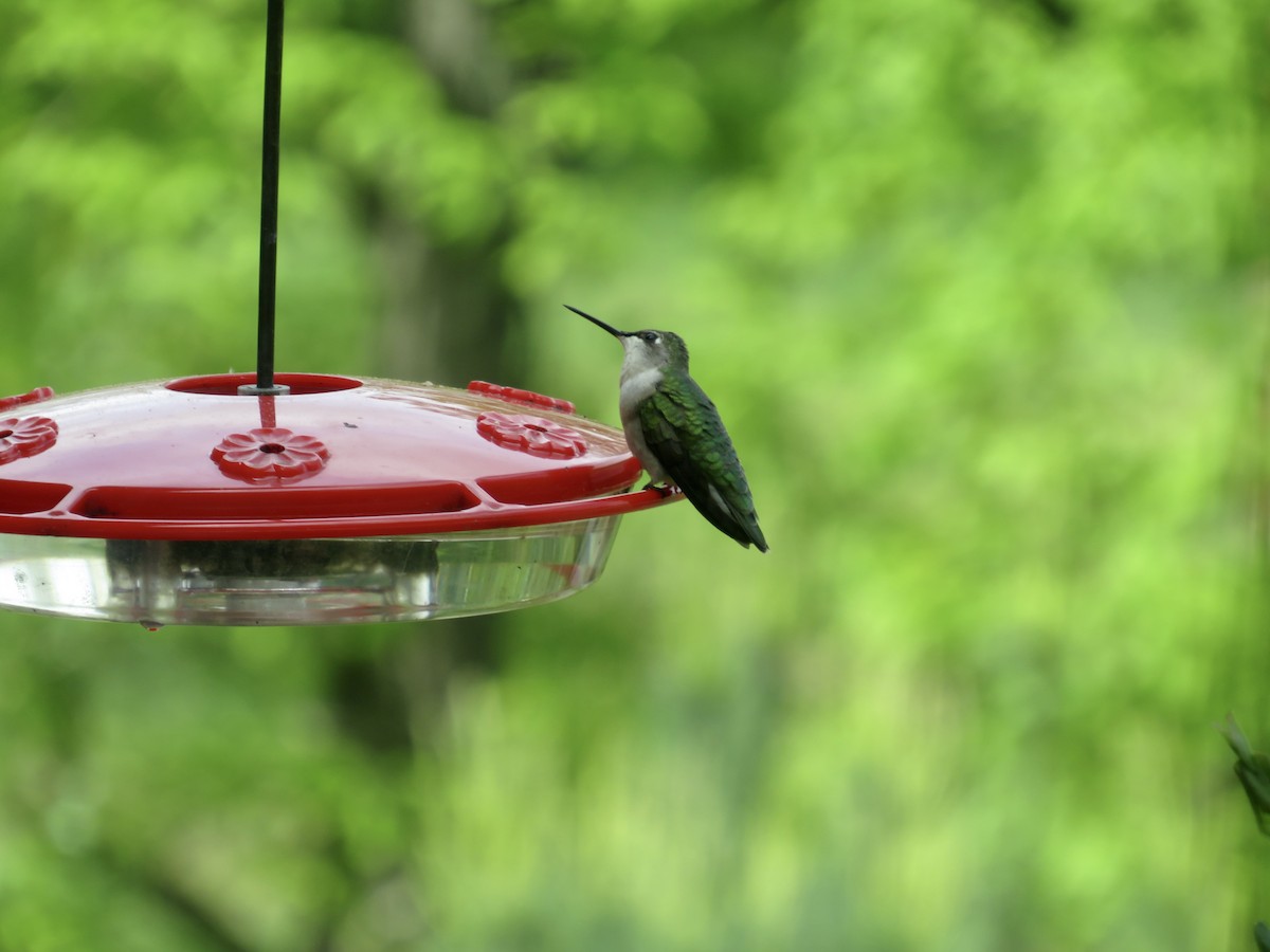 Ruby-throated Hummingbird - ML619203796