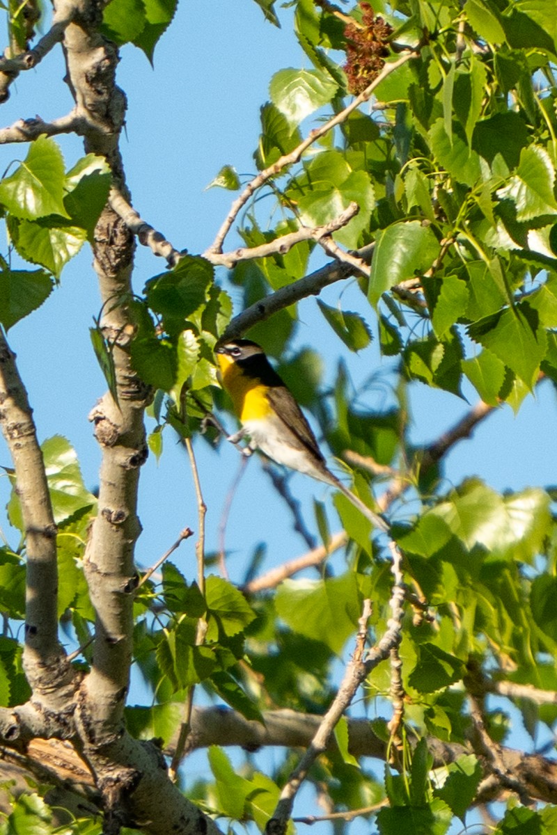 Yellow-breasted Chat - ML619203809