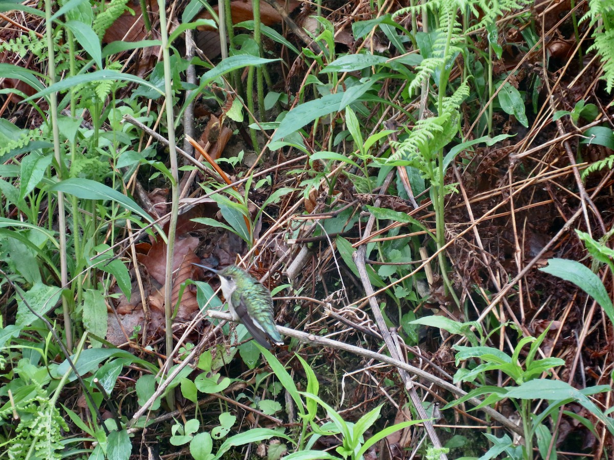 Ruby-throated Hummingbird - ML619203843