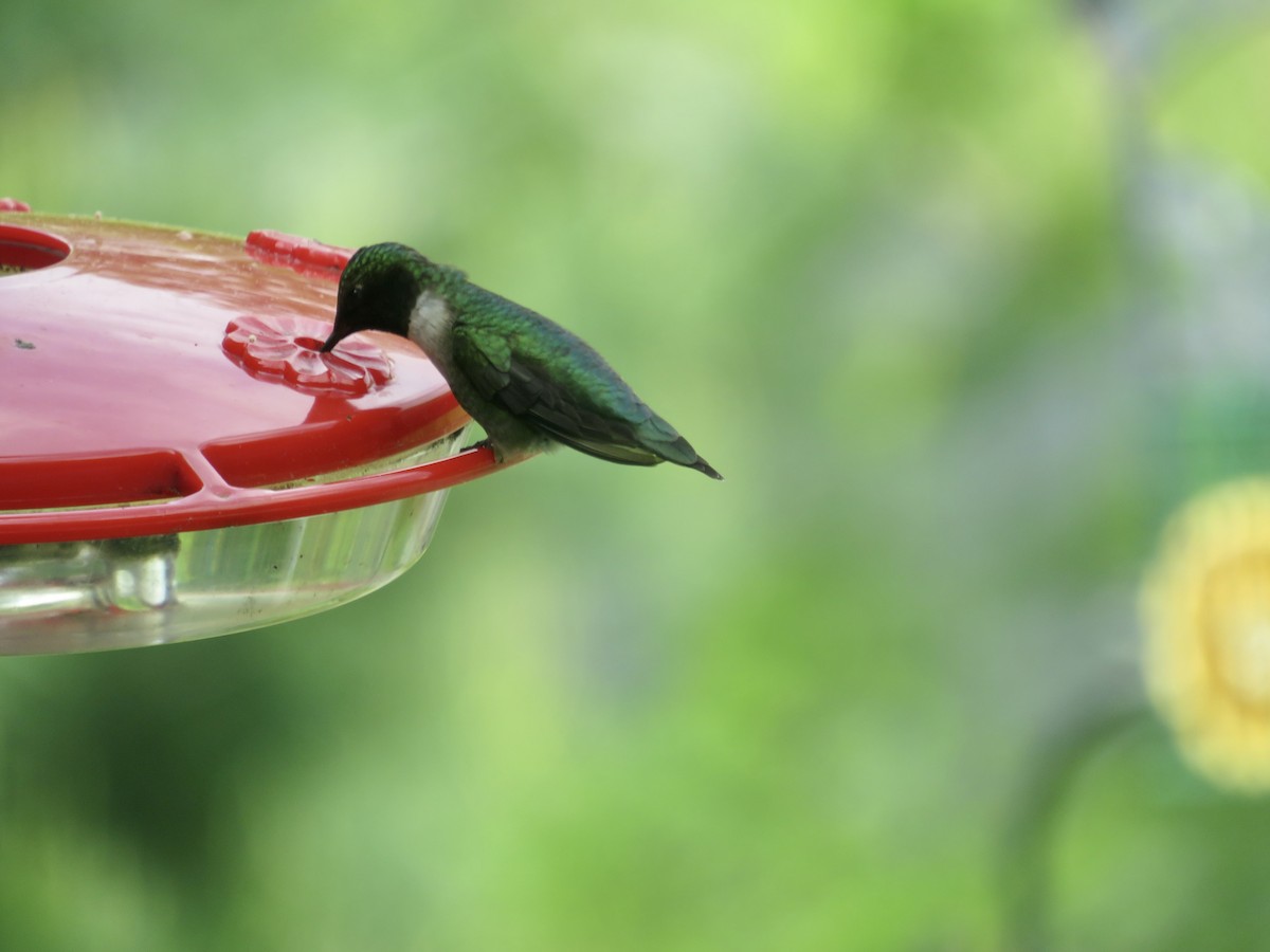 Ruby-throated Hummingbird - ML619203869