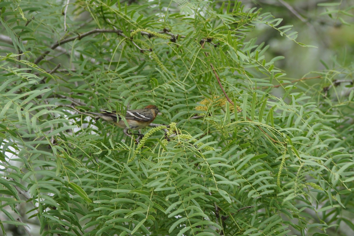 Bay-breasted Warbler - ML619203877