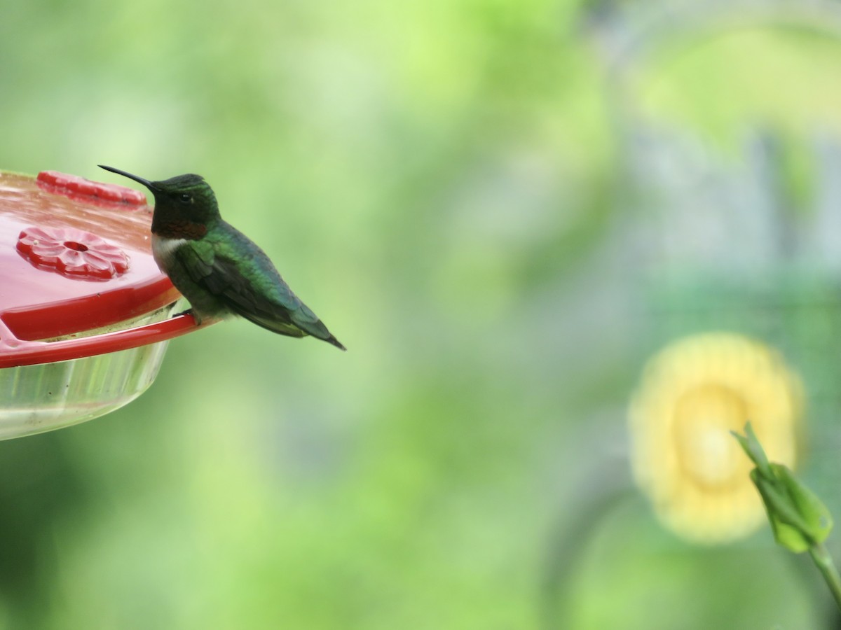 Ruby-throated Hummingbird - ML619203885