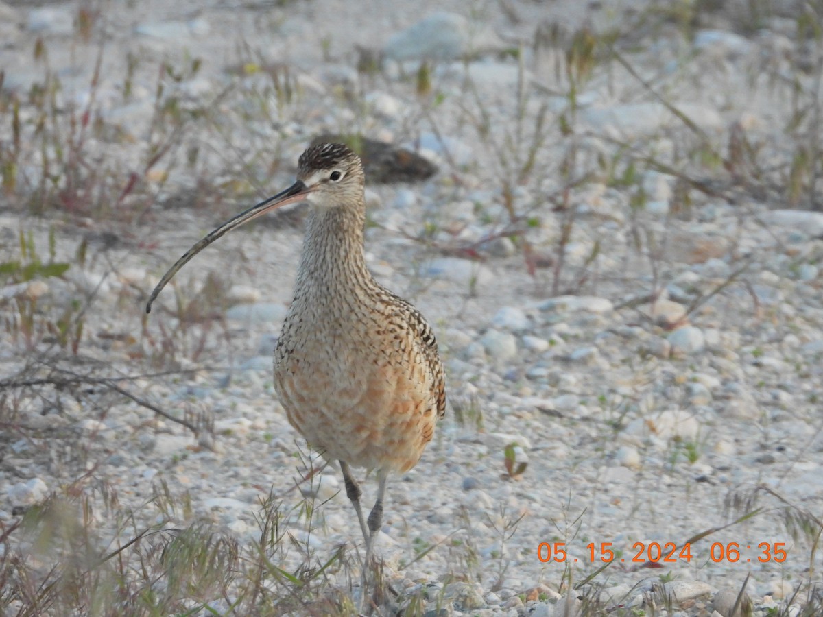 Long-billed Curlew - ML619203921