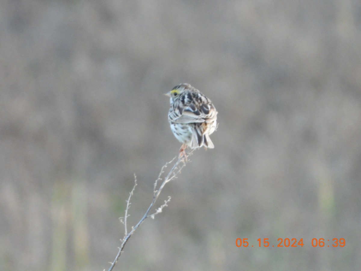 Savannah Sparrow - ML619203951