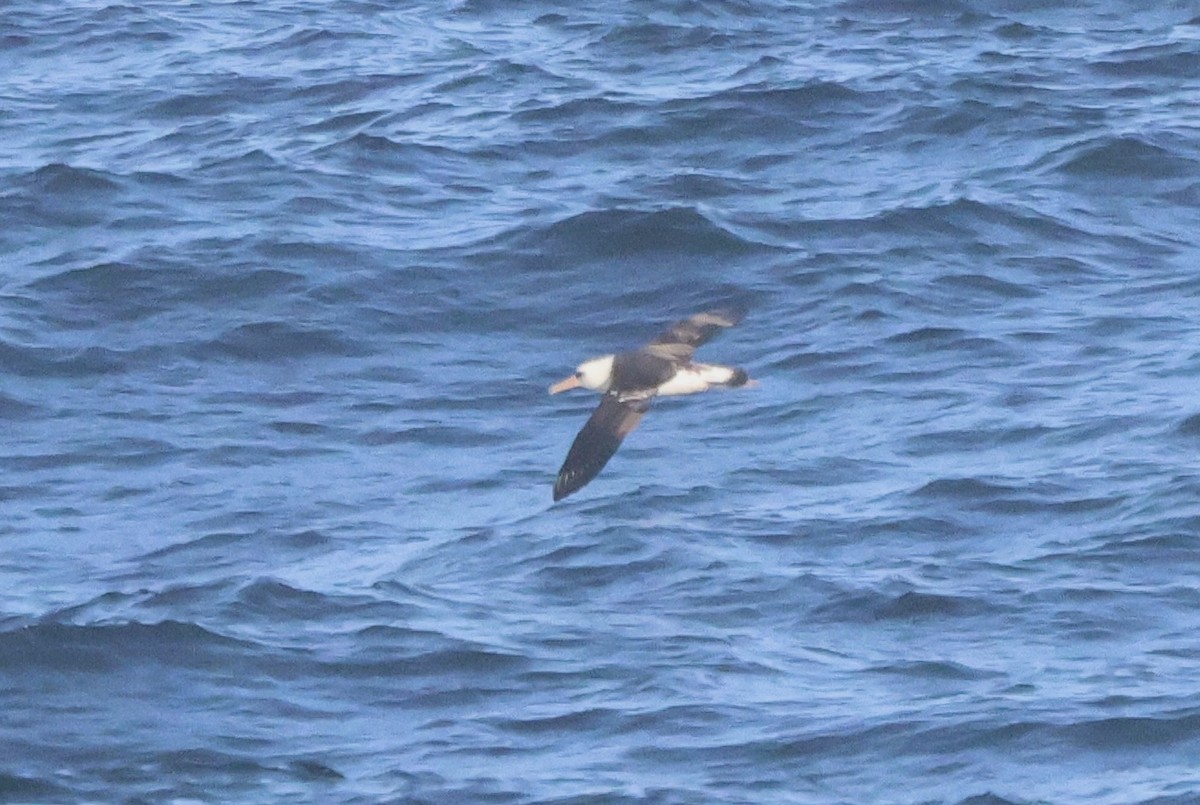 albatros laysanský - ML619203972