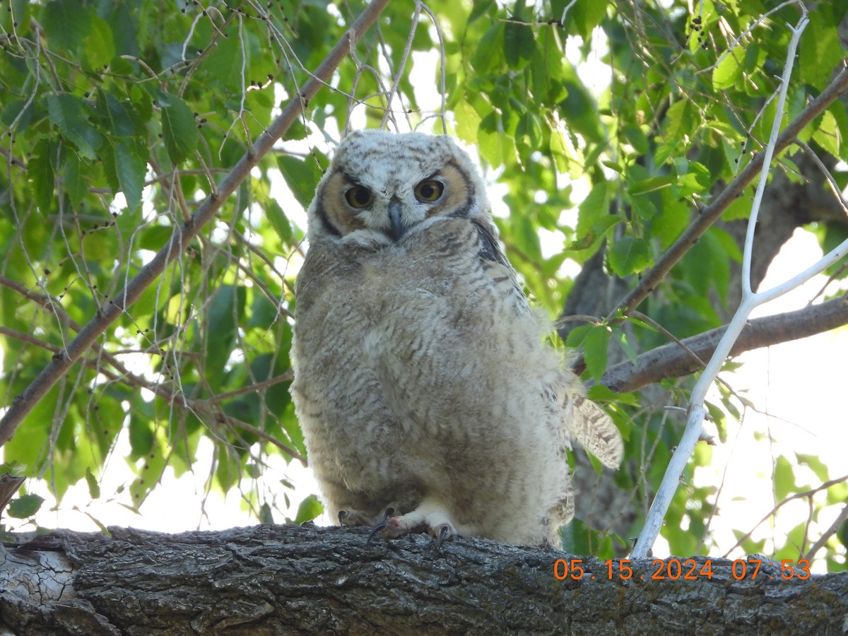 Great Horned Owl - ML619204030