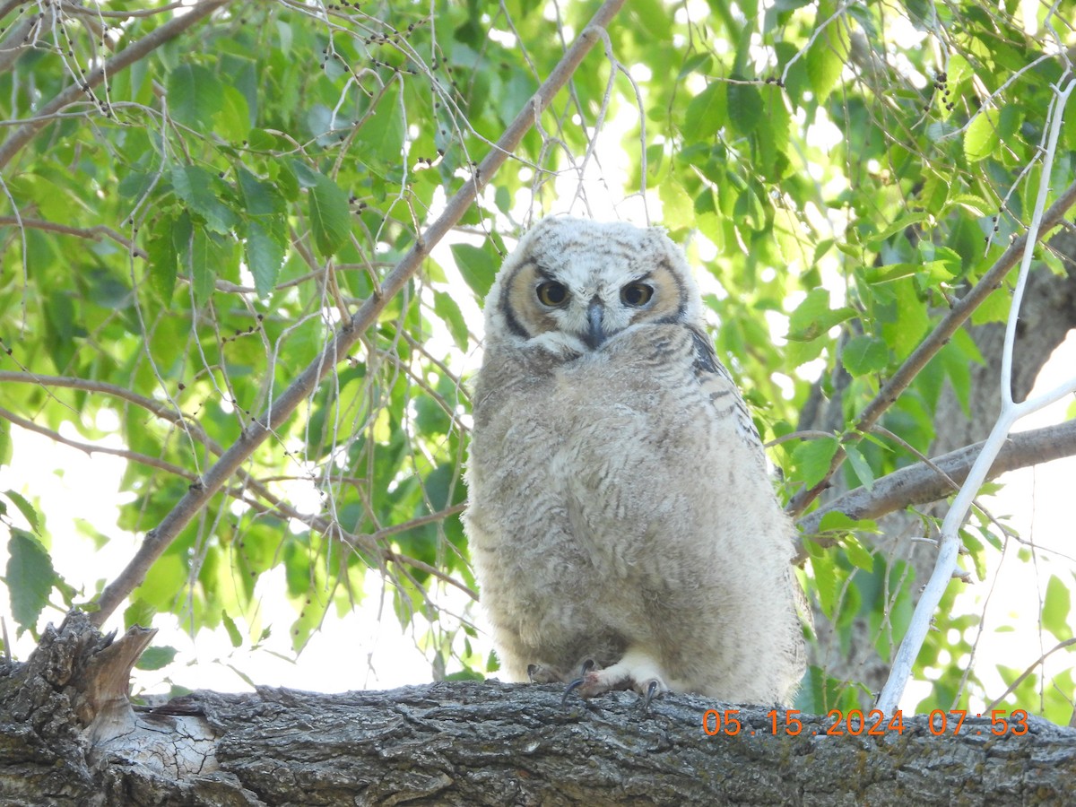 Great Horned Owl - ML619204031
