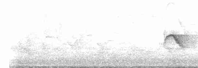 Дрізд-короткодзьоб канадський - ML619204080