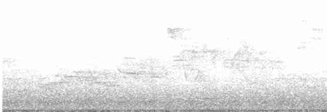 Дрізд-короткодзьоб канадський - ML619204083