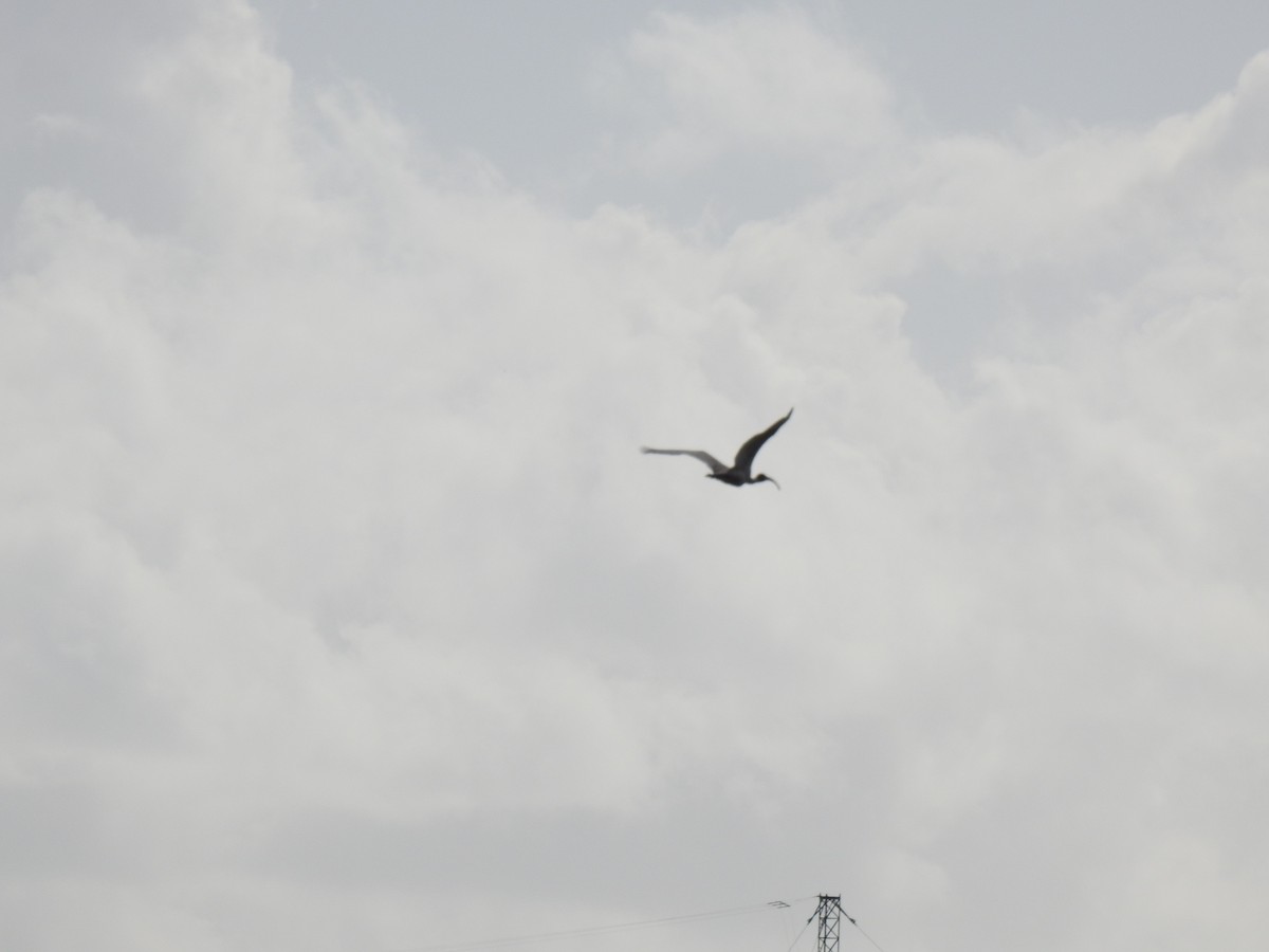 ibis slámokrký - ML619204091