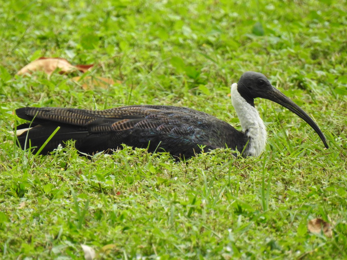 ibis slámokrký - ML619204094