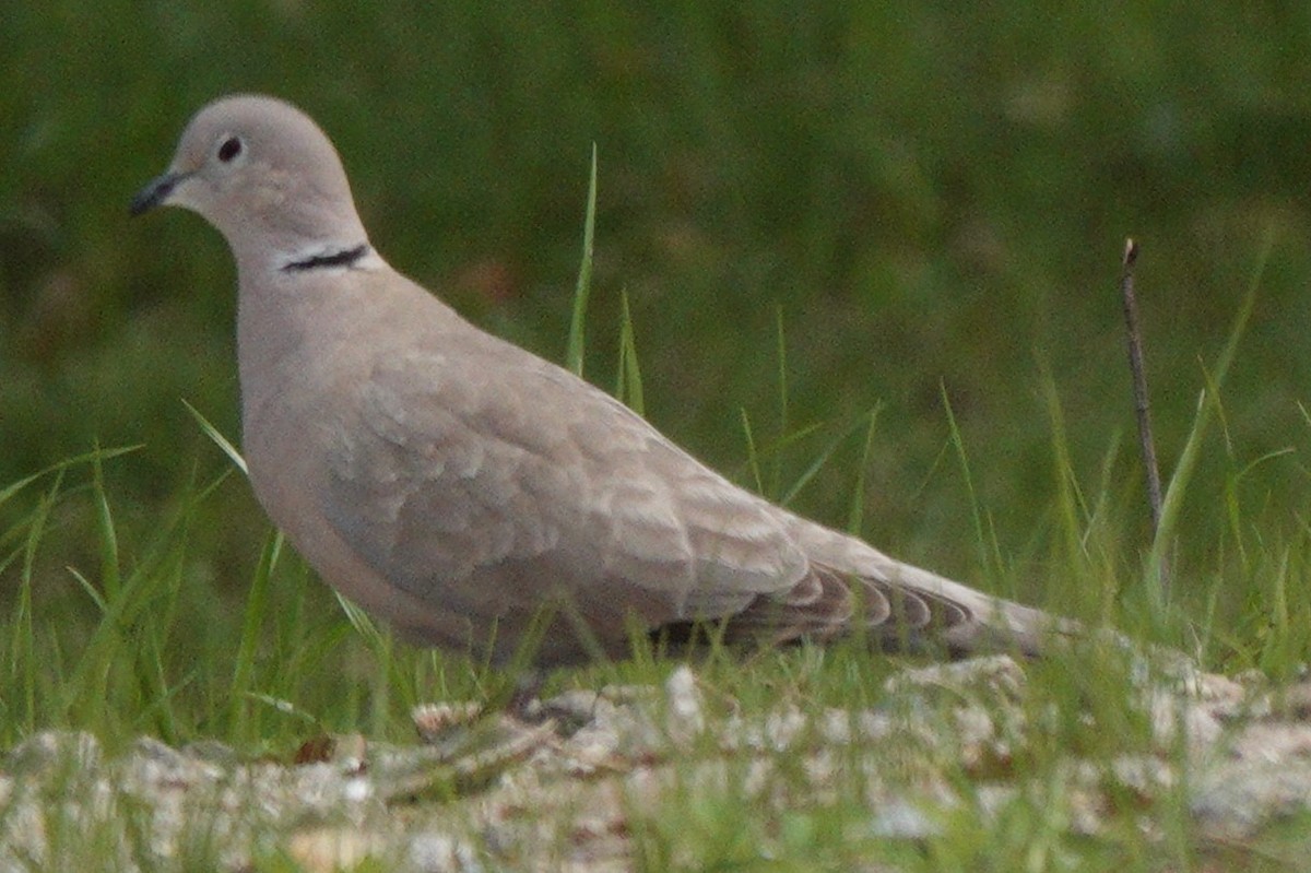 Eurasian Collared-Dove - ML619204103