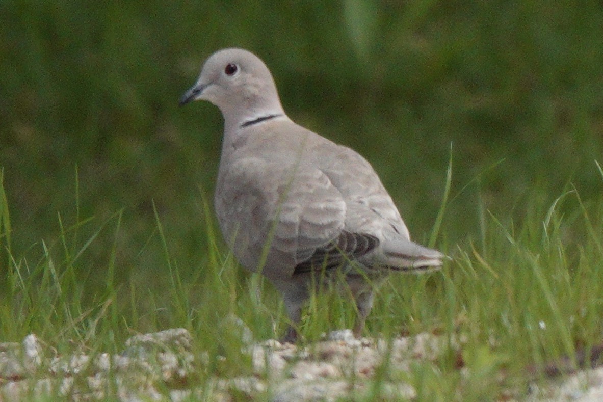 Eurasian Collared-Dove - ML619204104