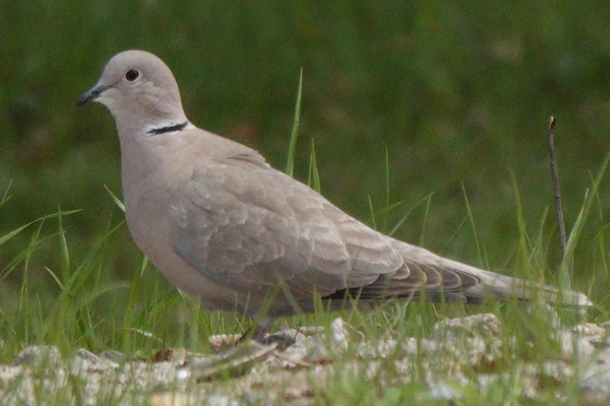 Eurasian Collared-Dove - ML619204105