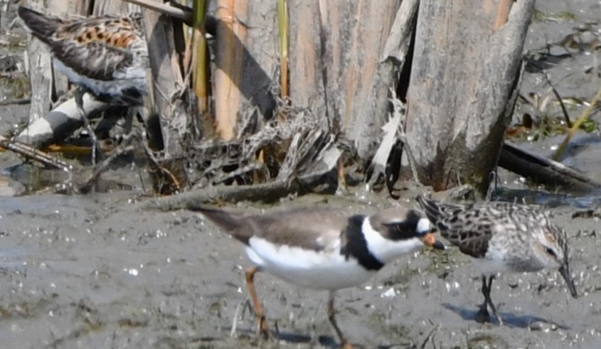 Semipalmated Plover - ML619204126