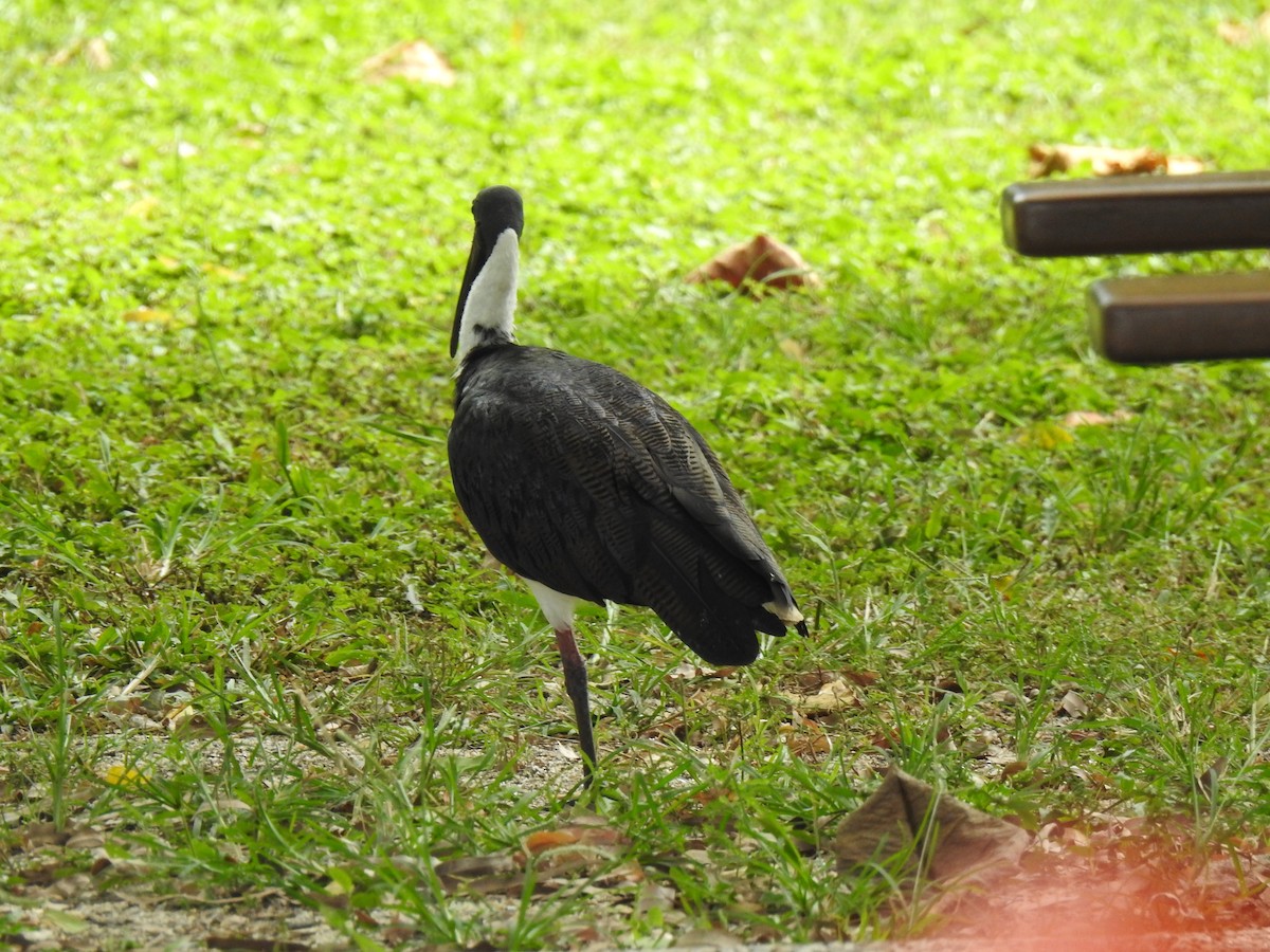 ibis slámokrký - ML619204145