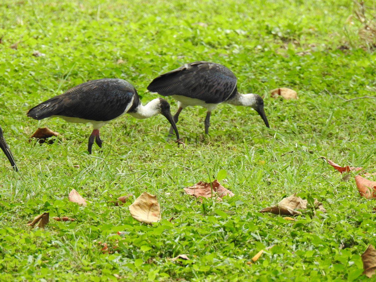 ibis slámokrký - ML619204148