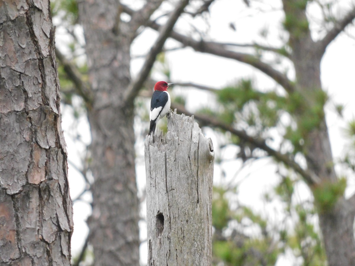 Red-headed Woodpecker - ML619204150