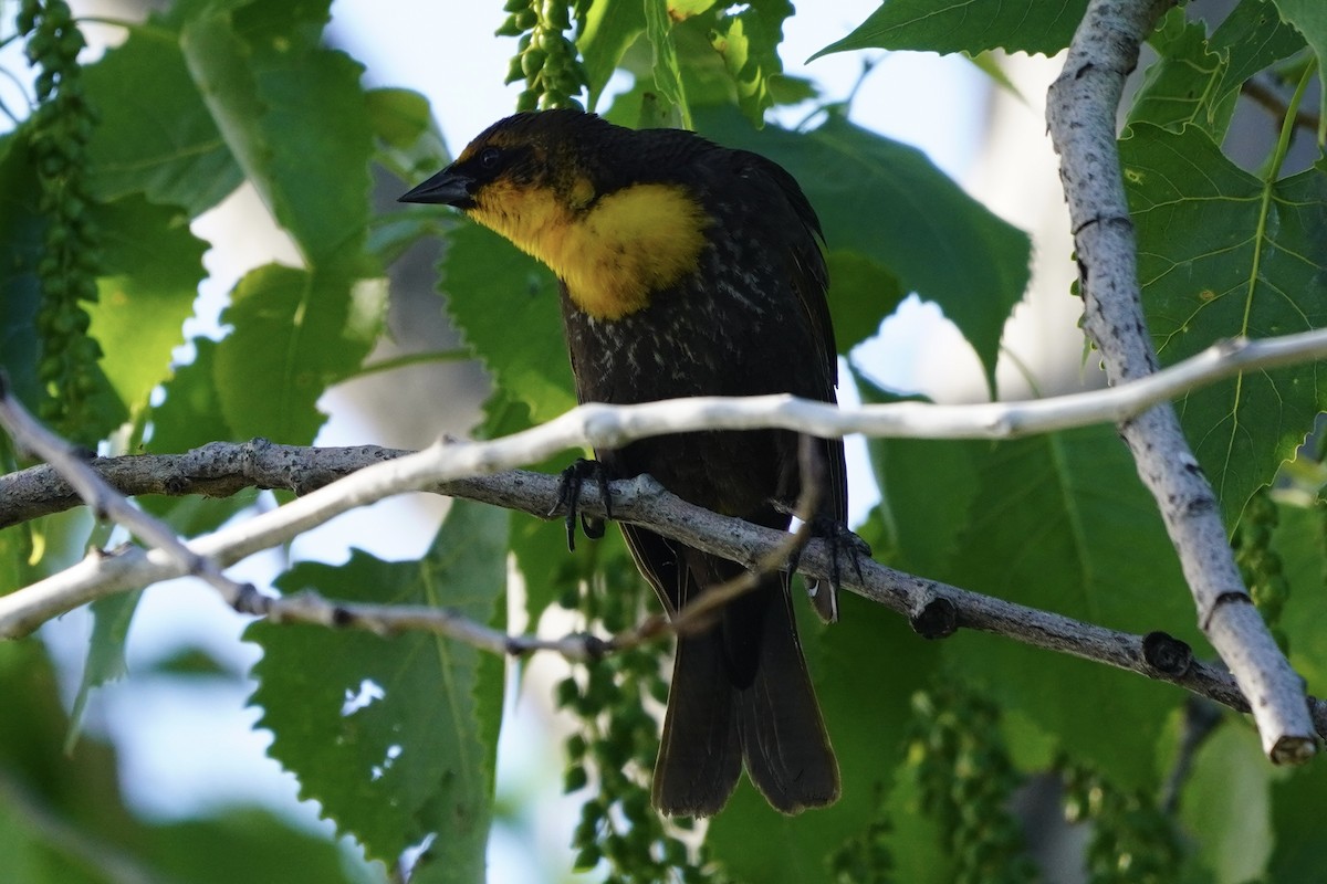 Yellow-headed Blackbird - ML619204201