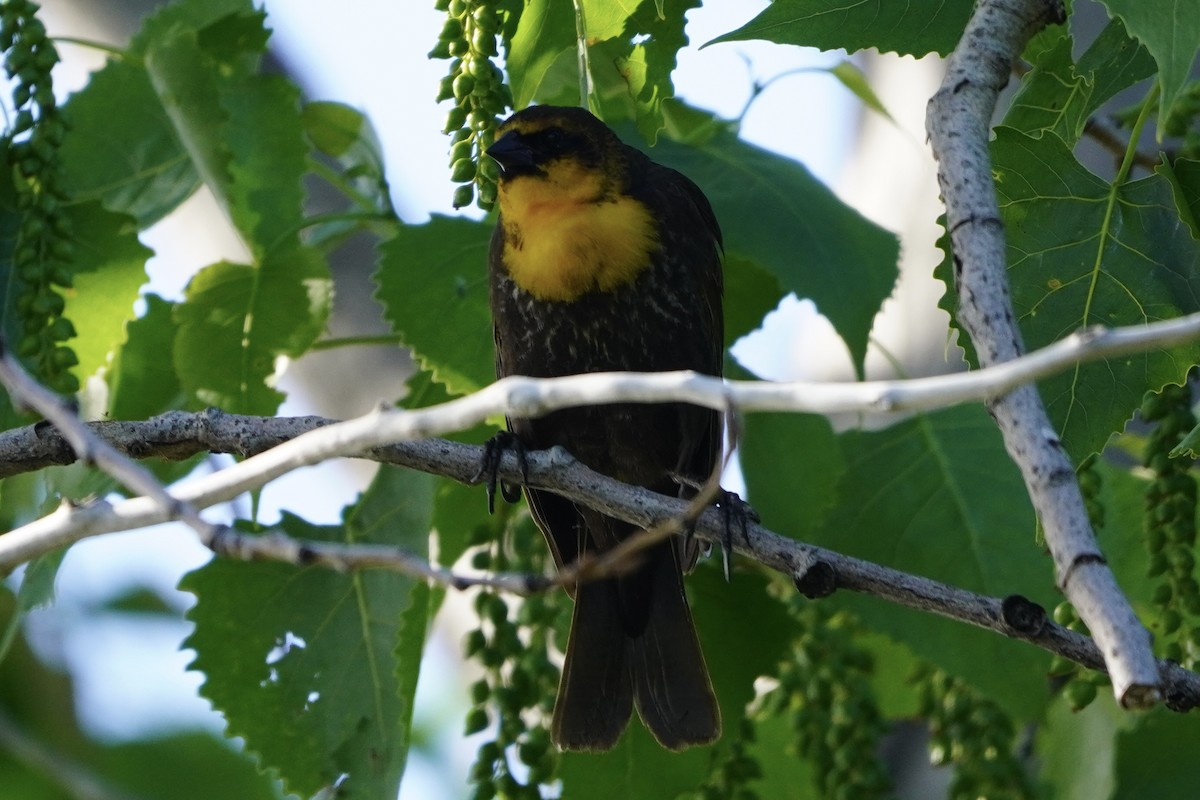 Yellow-headed Blackbird - ML619204202