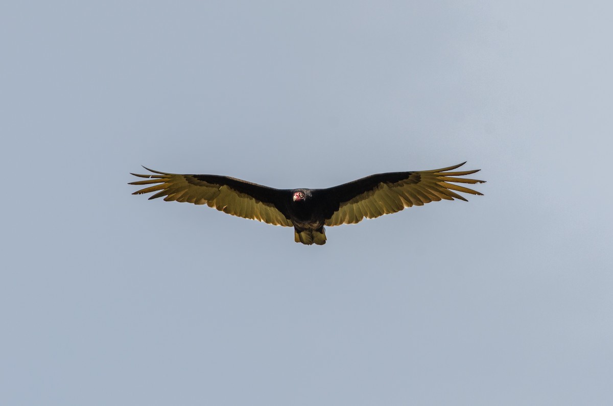 Turkey Vulture - ML619204220