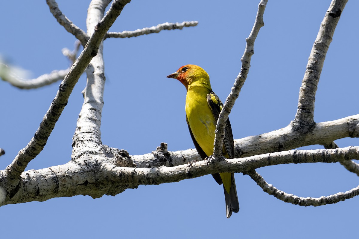 Western Tanager - ML619204296