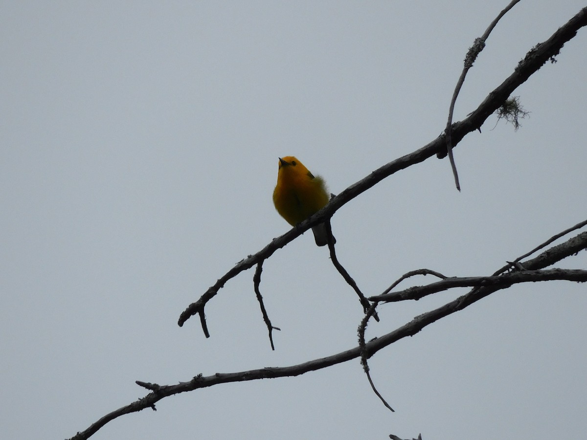 Prothonotary Warbler - ML619204298