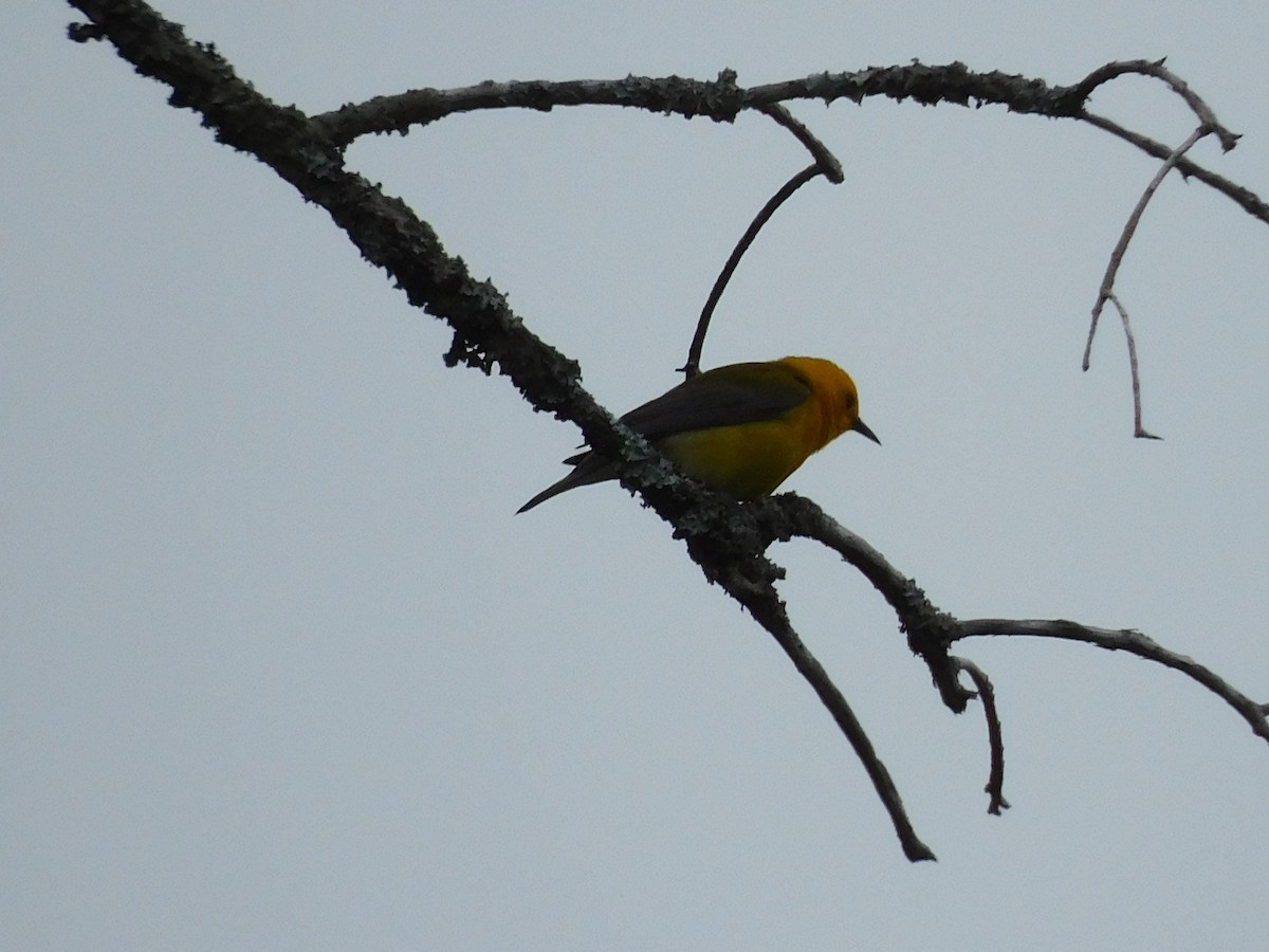 Prothonotary Warbler - ML619204300