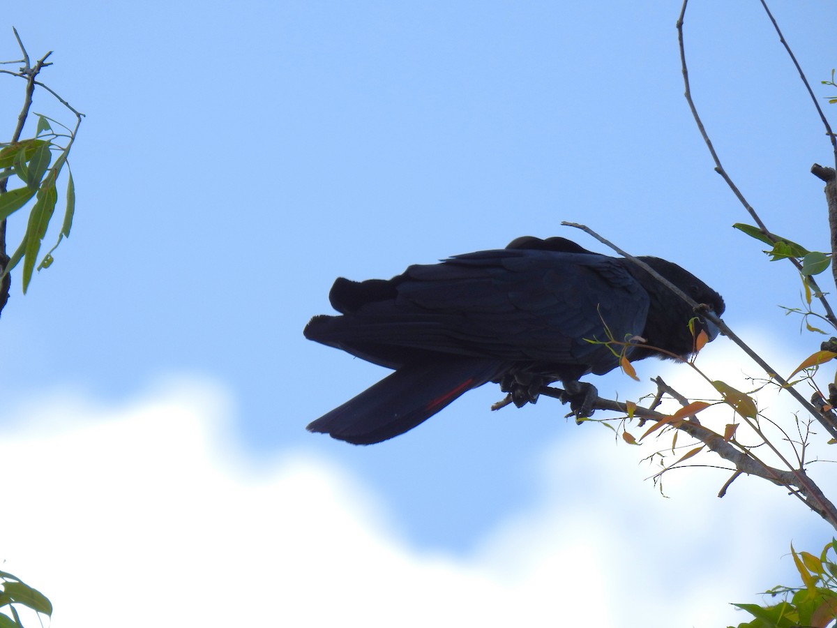 Red-tailed Black-Cockatoo - ML619204304
