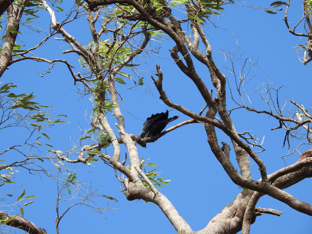 Red-tailed Black-Cockatoo - ML619204308