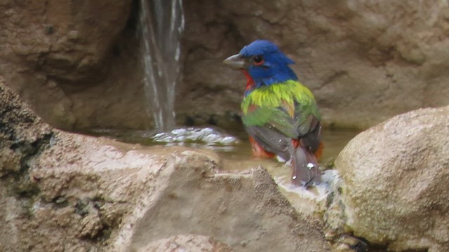 Painted Bunting - ML619204310