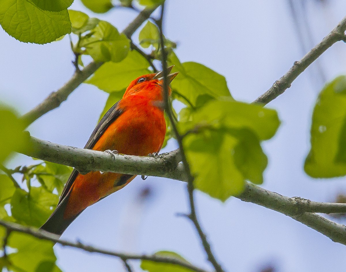 Scarlet Tanager - ML619204315