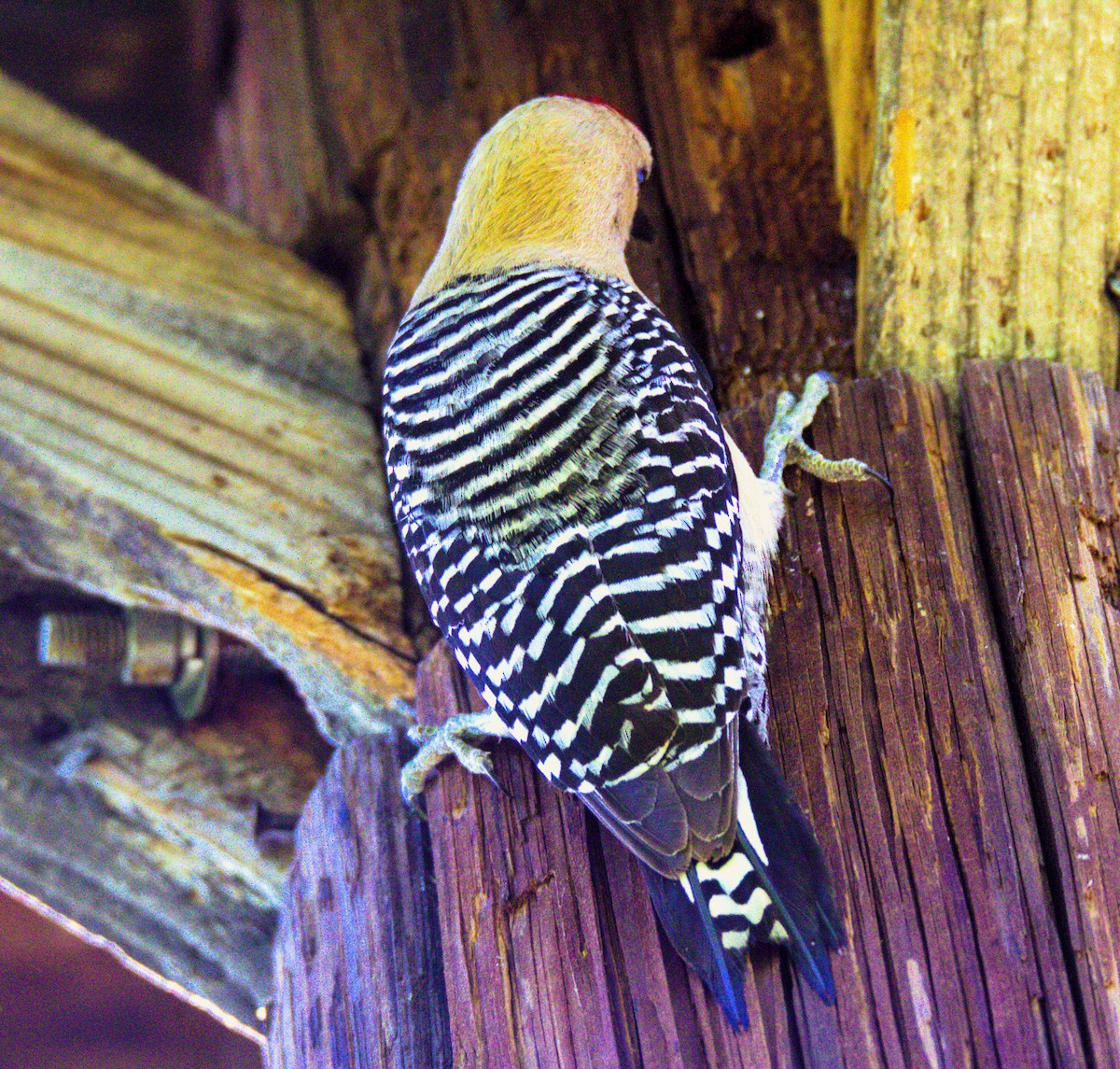 Gila Woodpecker - ML619204363