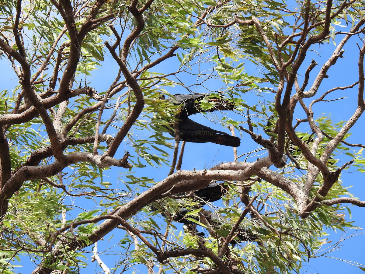 Red-tailed Black-Cockatoo - ML619204369
