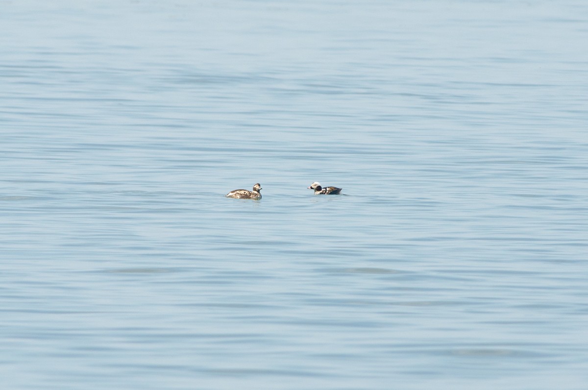 Long-tailed Duck - ML619204406