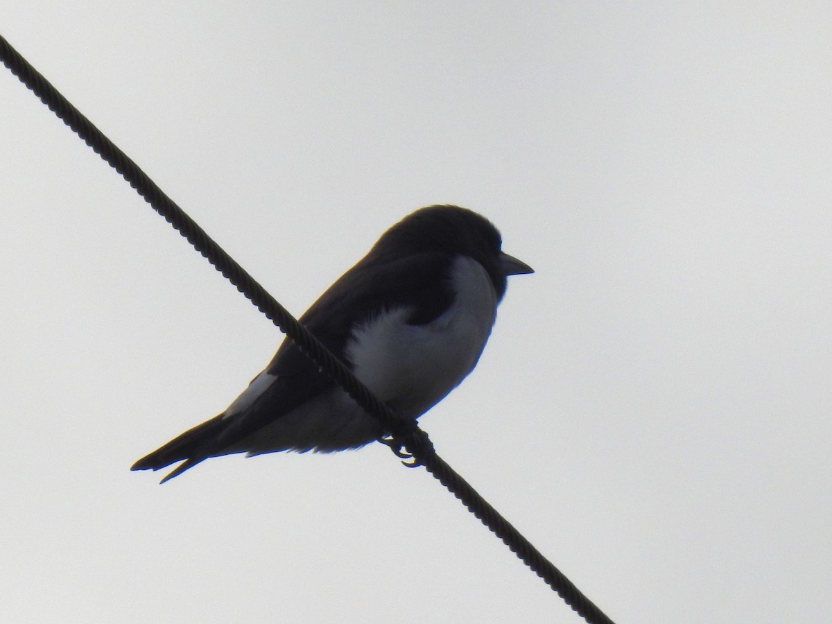 White-breasted Woodswallow - ML619204468