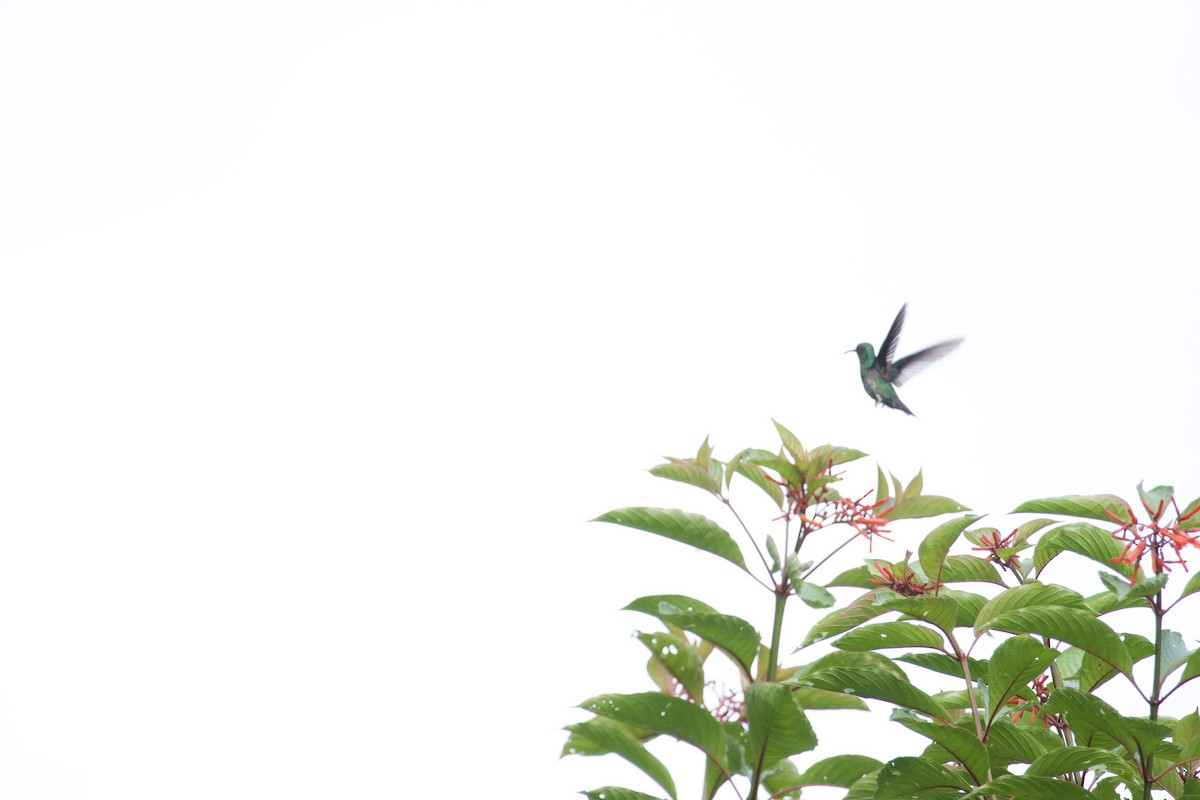 Blue-chested Hummingbird - ML619204473
